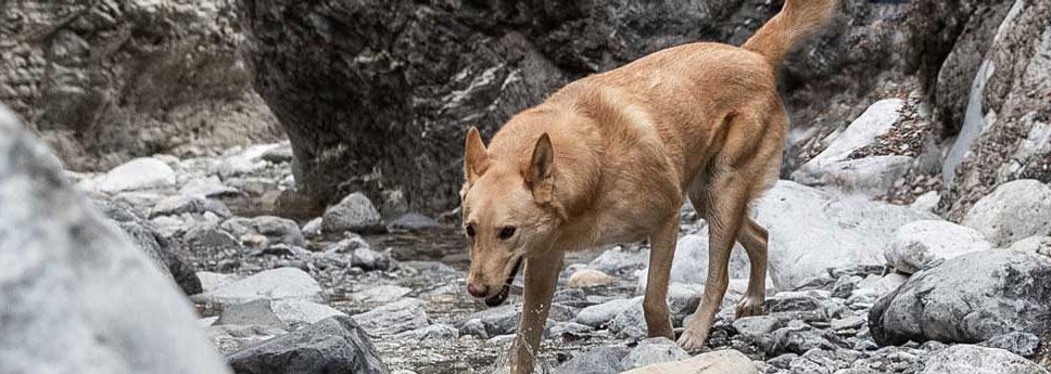 dog-in-wilderness