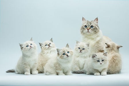 kitten-litter-with-mother