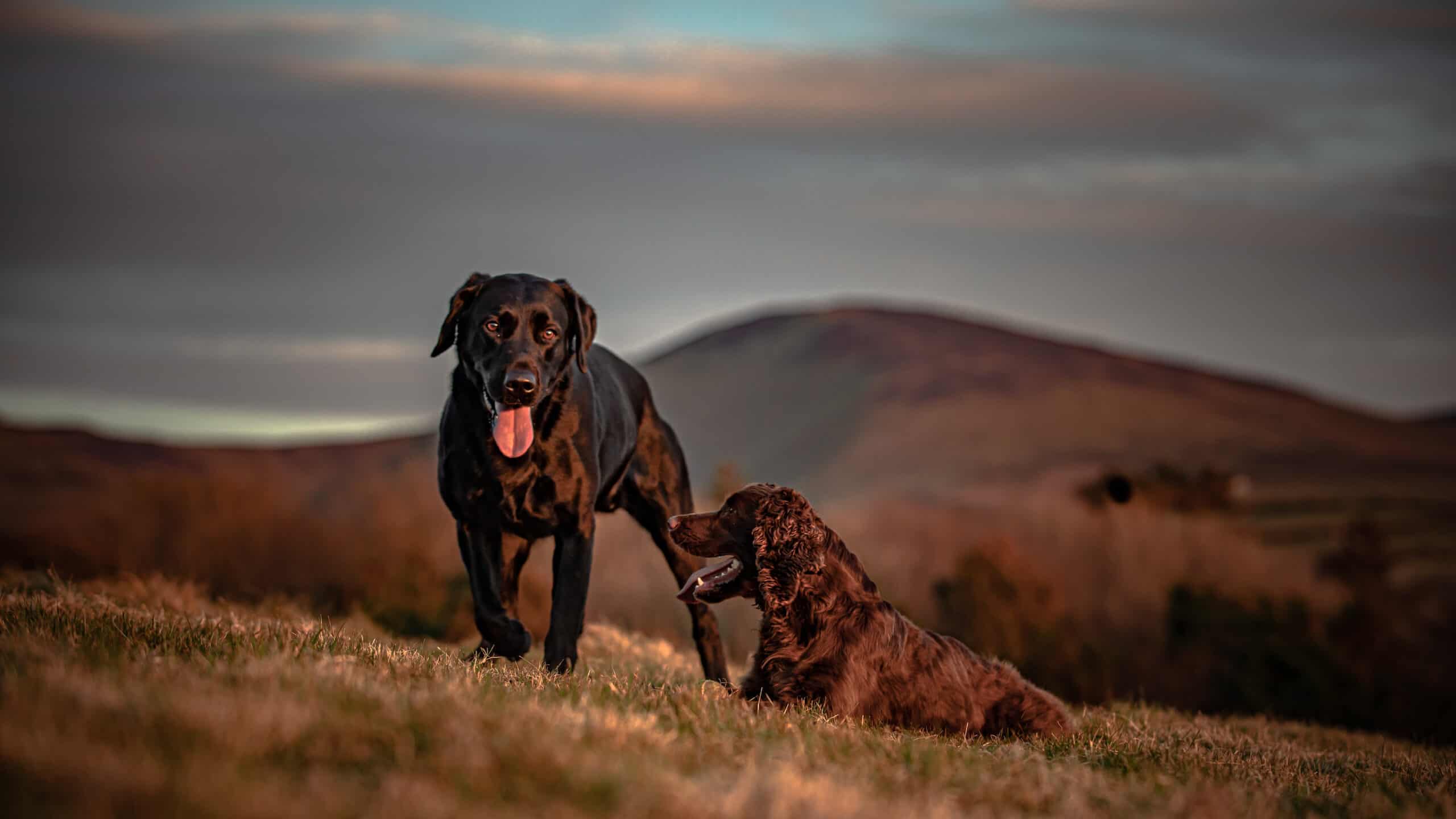 happy dogs on hillside