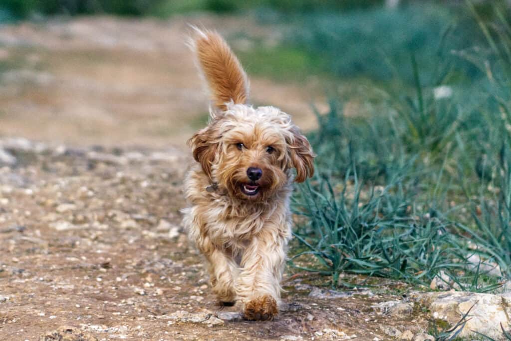 healthy cockapoo running in nature