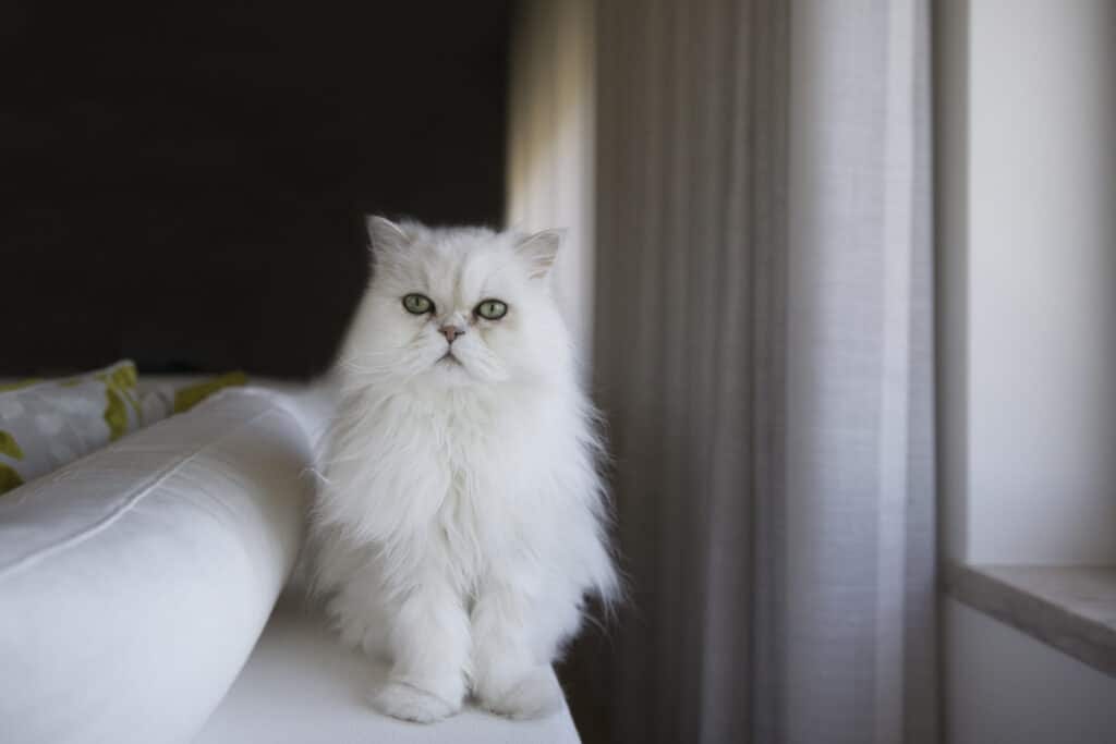 white persian cat looking at camera