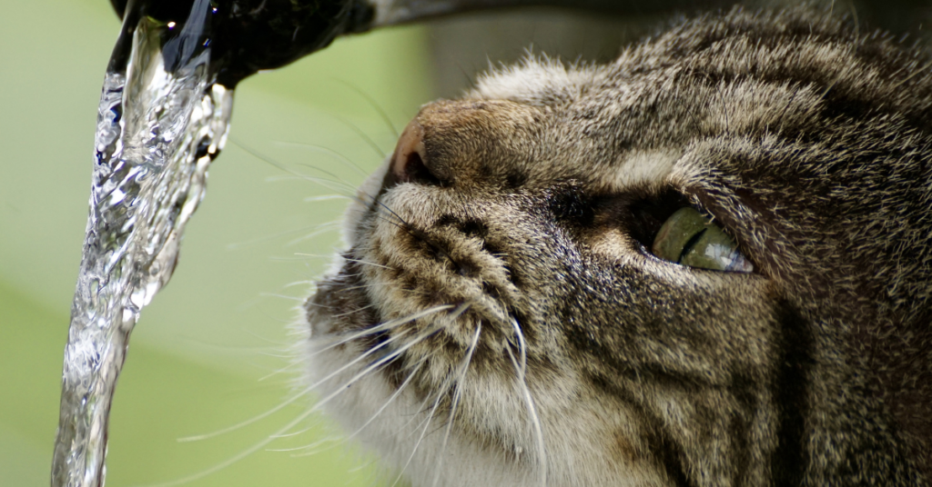 5 Essential Tips to Keep Your Cat Hydrated and Healthy This Summer